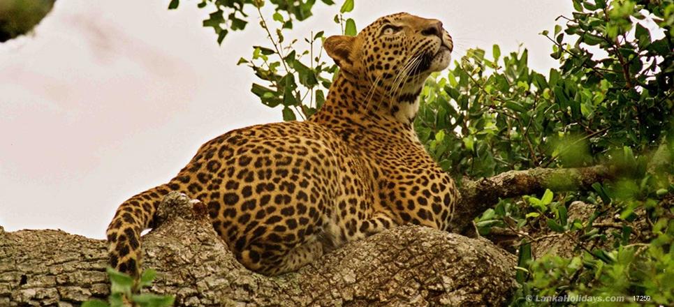 Sri Lanka at Leisure 11Ds-10Ns